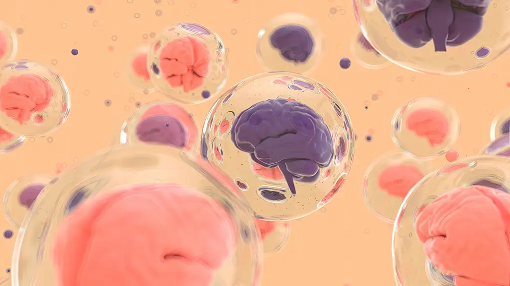 Ilustração de cérebros em esferas transparentes representando plasticidade e processos emocionais