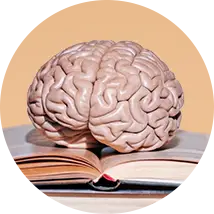 Cérebro sobre livro representando educação e aprendizagem