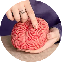 Pessoa apontando para modelo de cérebro representando neurociência no cotidiano